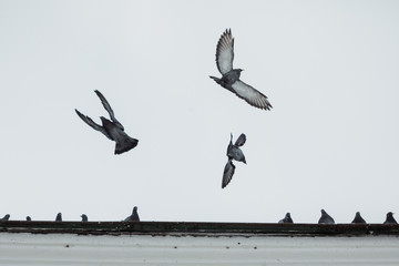 Pigeons birds flying in the sky