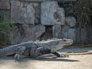 Iguana lizard on ancient Mayan ruins in Mexico, Indian Aztec Zapotec
