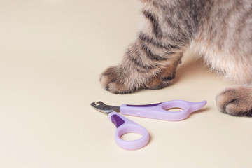The device for trimming cat's nails. The paw of a Scottish kitten.