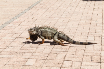 The common iguana. Tree lizard from Central America and South America.