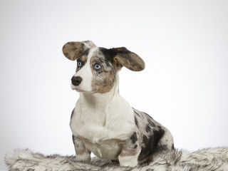 Welsh corgi cardigan puppy portrait. Image taken in a studio with white background. Funny and cute dog with big ears and blue eyes.