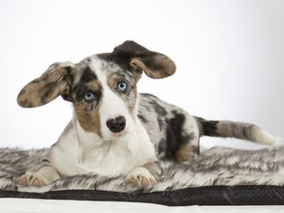 Fototapeta premium Welsh corgi cardigan puppy portrait. Image taken in a studio with white background. Funny and cute dog with big ears and blue eyes.