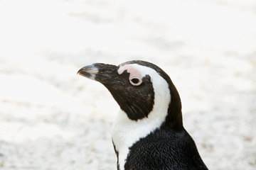 Naklejka premium Penguin portrait on the left side