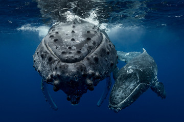 Humpback whale (Megaptera novaeangliae) and calf in the waters of Tonga