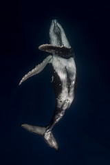 Humpback whale (Megaptera novaeangliae) in the waters of Tonga