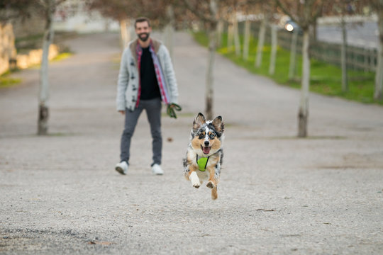 Dog running in park ahead of male owner