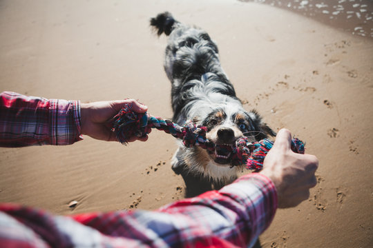 Man and dog playing with rope on beach, personal perspective