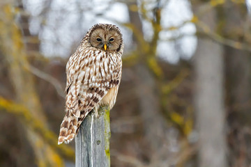 Beautiful close up portrait of the great grey owl (Strix nebulosa), the world's largest species of owl