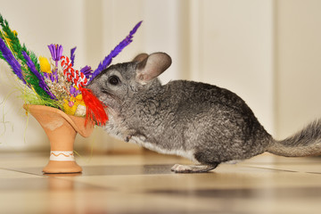 Little gray chinchilla in house
