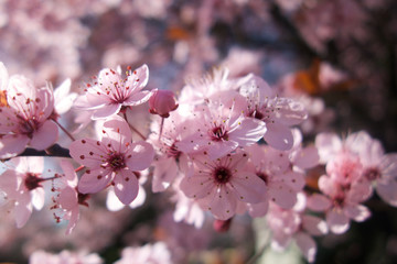 Pink Cherry blossom beauty