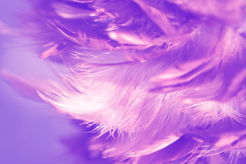 Obraz premium Bird,chickens feather texture background,Abstract,postcard,blur style,soft color.