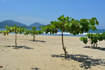 Árvores crescendo na praia, Chapéu de Praia