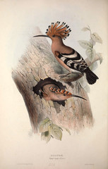 Illustration of a bird © ruskpp