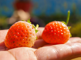 Strawberry on the hand