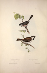 Illustration of a bird © ruskpp