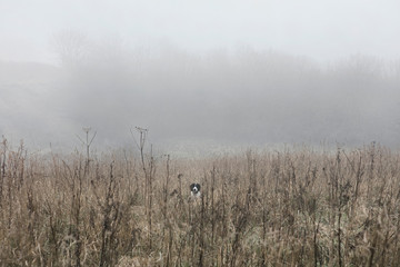Portrait of dog in misty field, Houghton-le-Spring, Sunderland, UK