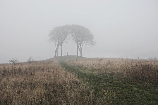 Rural scene with trees in mist, Houghton-le-Spring, Sunderland, UK