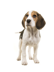 Beagle dog seen from the front standing on a white background