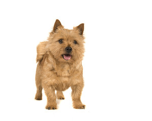Cute norwich terrier dog standing with mouth open isolated on white background