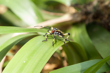 colorful hemiptera tropical rainforest insect
