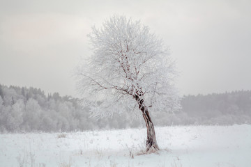 Snow covered tree, Ural, Sverdlovsk, Russia