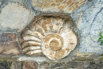 ammonites fossil texture