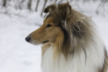 Rough collie dog winter