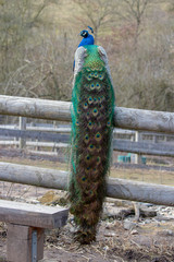 Fototapeta premium Pfau