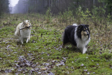 Naklejka na ściany i meble Happy rough collie dogs playing in forest
