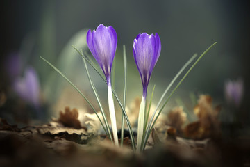 Crocus 
