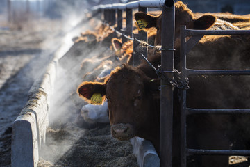 Cows Feeding - 196532057