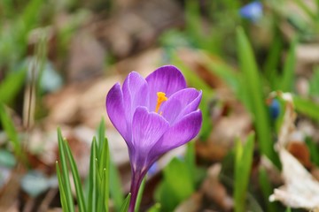 Blüte des violetten Krokus