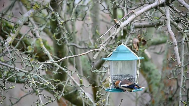 Singv&ouml;gel am Futterautomat