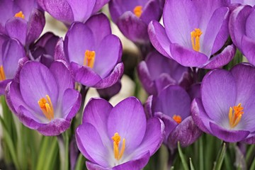 blühender violetter Krokus