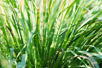 Obraz premium macro of Tree Leaves for nature background and save green concept,spa,soft and blur focus, made with gradient and filter colored.