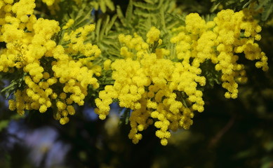 cascade de mimosa d'hiver