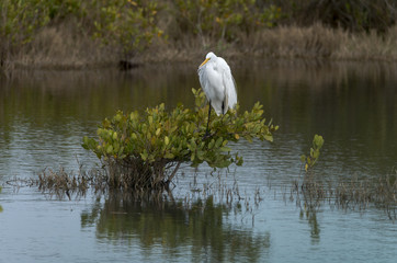 Grande Aigrette,. Ardea alba, Great Egret