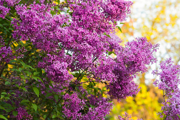 Bg branch with spring lilac purple flowers.