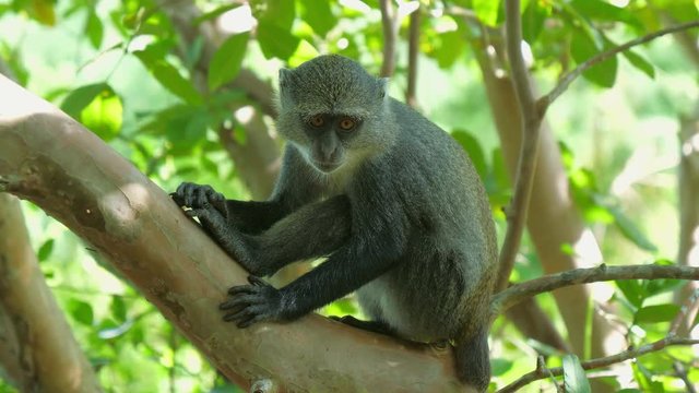 Syke's monkey (Cercopithecus mitis ssp. albogularis) in Jozani Forest on island of Zanzibar, Tanzania, Africa. Close up of feeding on leaves and fruits.