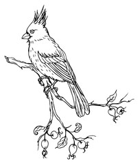 Bird cardinal on branch of wild rose, black and white vector illustration on white background.