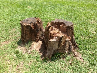 Fototapeta na wymiar Tree trunks cut