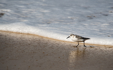 Strandläufer in der Brandung am Meer