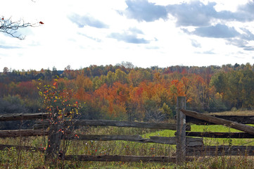 Fototapeta premium Autumn Fenced In