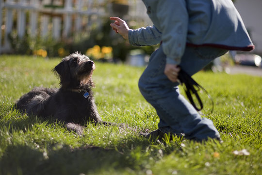 Man talking with his dog in backyard