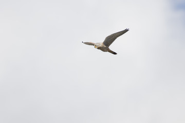 Kestrel Hovering Looking for Prey - Falco tinnunculus