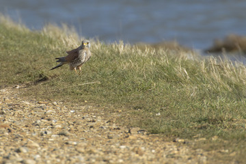 Kestrel on Sea Wall - Falco tinnunculus