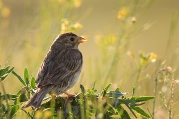 Corn Bunting is sitting on a beautiful Sunny background.