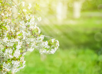 White cherry flowers. Beautiful flowering cherry tree. Background with blooming flowers in spring day, sun beams backlight, bokeh.