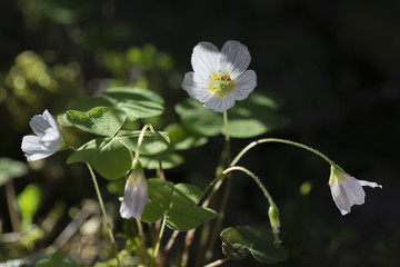 flower of anemone in sun light