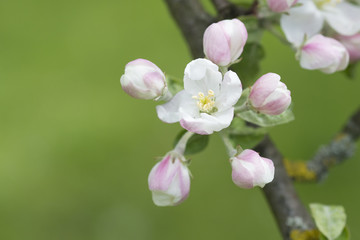 Naklejka na ściany i meble blossom of flower of the apple tree